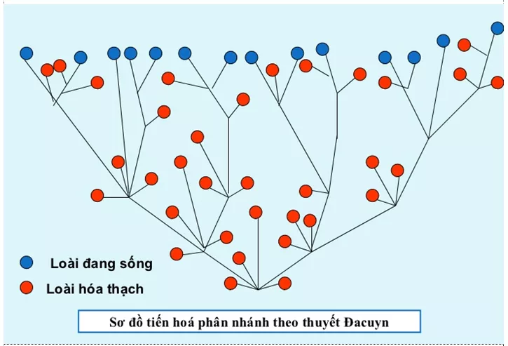 Lý thuyết Sinh học 12 Bài 25: Học thuyết Lamac và học thuyết Đacuyn | Lý thuyết Sinh học 12 đầy đủ, chi tiết nhất Ly Thuyet Hoc Thuyet Lamac Va Hoc Thuyet Dacuyn