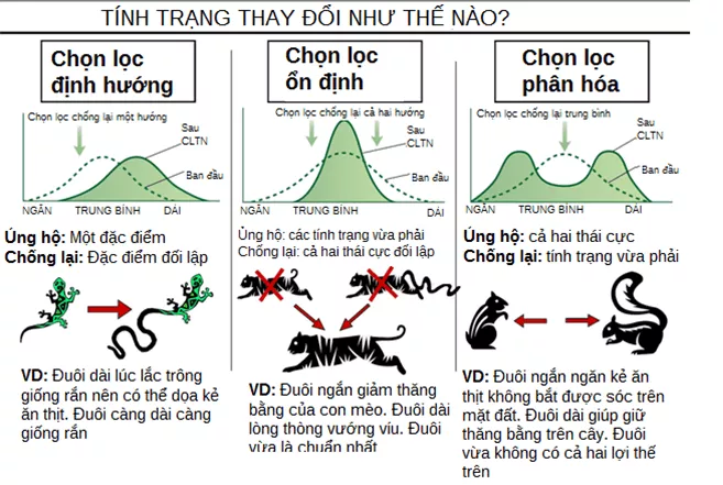 Lý thuyết Sinh học 12 Bài 26: Học thuyết tiến hóa tổng hợp hiện đại | Lý thuyết Sinh học 12 đầy đủ, chi tiết nhất Ly Thuyet Hoc Thuyet Tien Hoa Tong Hop Hien Dai 1