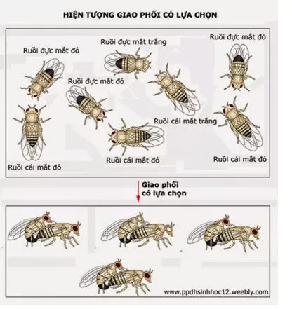 Lý thuyết Sinh học 12 Bài 26: Học thuyết tiến hóa tổng hợp hiện đại | Lý thuyết Sinh học 12 đầy đủ, chi tiết nhất Ly Thuyet Hoc Thuyet Tien Hoa Tong Hop Hien Dai 3