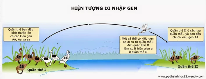 Lý thuyết Sinh học 12 Bài 26: Học thuyết tiến hóa tổng hợp hiện đại | Lý thuyết Sinh học 12 đầy đủ, chi tiết nhất Ly Thuyet Hoc Thuyet Tien Hoa Tong Hop Hien Dai