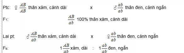 Lý thuyết Sinh học 12 Bài 11: Liên kết gen và hoán vị gen | Lý thuyết Sinh học 12 đầy đủ, chi tiết nhất Ly Thuyet Lien Ket Gen Va Hoan Vi Gen 1