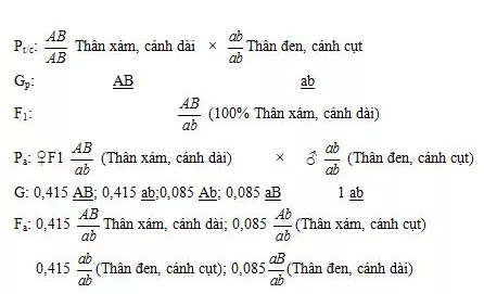 Lý thuyết Sinh học 12 Bài 11: Liên kết gen và hoán vị gen | Lý thuyết Sinh học 12 đầy đủ, chi tiết nhất Ly Thuyet Lien Ket Gen Va Hoan Vi Gen 3