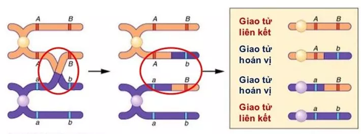 Lý thuyết Sinh học 12 Bài 11: Liên kết gen và hoán vị gen | Lý thuyết Sinh học 12 đầy đủ, chi tiết nhất Ly Thuyet Lien Ket Gen Va Hoan Vi Gen 4