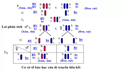 Lý thuyết Sinh học 12 Bài 11: Liên kết gen và hoán vị gen | Lý thuyết Sinh học 12 đầy đủ, chi tiết nhất Ly Thuyet Lien Ket Gen Va Hoan Vi Gen 5