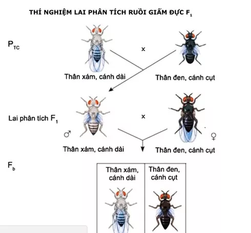 Lý thuyết Sinh học 12 Bài 11: Liên kết gen và hoán vị gen | Lý thuyết Sinh học 12 đầy đủ, chi tiết nhất Ly Thuyet Lien Ket Gen Va Hoan Vi Gen