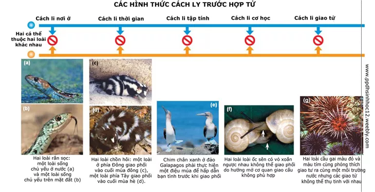 Lý thuyết Sinh học 12 Bài 28: Loài | Lý thuyết Sinh học 12 đầy đủ, chi tiết nhất Ly Thuyet Loai 2