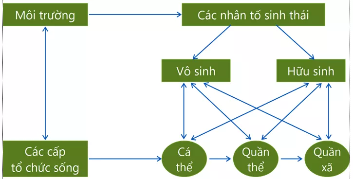 Lý thuyết Sinh học 12 Bài 35: Môi trường sống và các nhân tố sinh thái | Lý thuyết Sinh học 12 đầy đủ, chi tiết nhất Ly Thuyet Moi Truong Song Va Cac Nhan To Sinh Thai 2