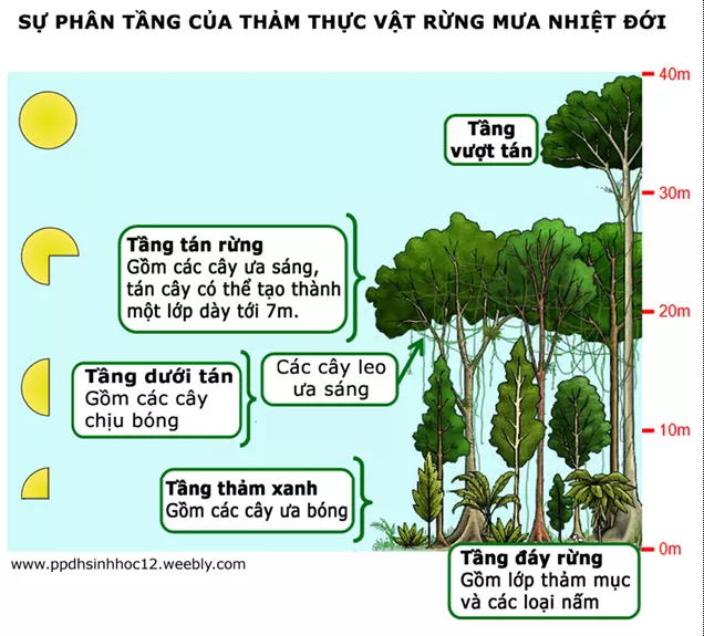 Lý thuyết Sinh học 12 Bài 35: Môi trường sống và các nhân tố sinh thái | Lý thuyết Sinh học 12 đầy đủ, chi tiết nhất Ly Thuyet Moi Truong Song Va Cac Nhan To Sinh Thai 5