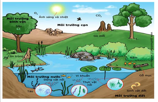 Lý thuyết Sinh học 12 Bài 35: Môi trường sống và các nhân tố sinh thái | Lý thuyết Sinh học 12 đầy đủ, chi tiết nhất Ly Thuyet Moi Truong Song Va Cac Nhan To Sinh Thai