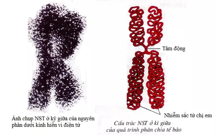 Lý thuyết Sinh học 12 Bài 5: Nhiễm sắc thể và đột biến cấu trúc nhiễm sắc thể | Lý thuyết Sinh học 12 đầy đủ, chi tiết nhất Ly Thuyet Nhiem Sac The Va Dot Bien Cau Truc Nhiem Sac The 1