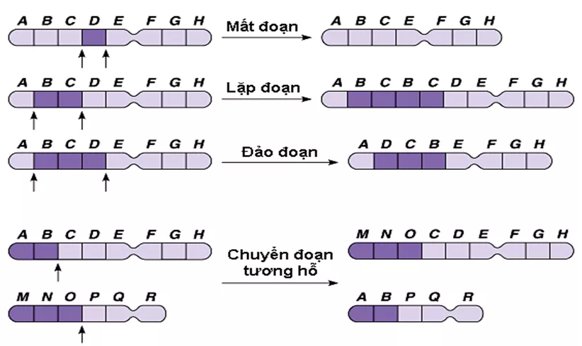 Lý thuyết Sinh học 12 Bài 5: Nhiễm sắc thể và đột biến cấu trúc nhiễm sắc thể | Lý thuyết Sinh học 12 đầy đủ, chi tiết nhất Ly Thuyet Nhiem Sac The Va Dot Bien Cau Truc Nhiem Sac The 3