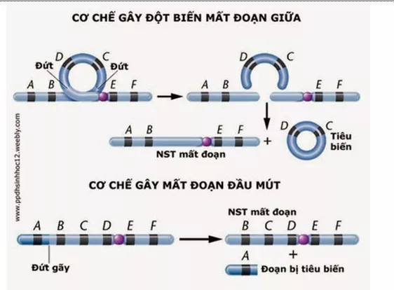 Lý thuyết Sinh học 12 Bài 5: Nhiễm sắc thể và đột biến cấu trúc nhiễm sắc thể | Lý thuyết Sinh học 12 đầy đủ, chi tiết nhất Ly Thuyet Nhiem Sac The Va Dot Bien Cau Truc Nhiem Sac The 4