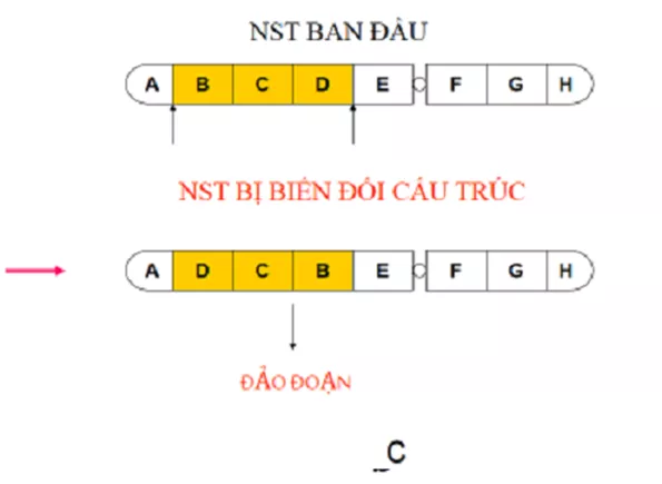 Lý thuyết Sinh học 12 Bài 5: Nhiễm sắc thể và đột biến cấu trúc nhiễm sắc thể | Lý thuyết Sinh học 12 đầy đủ, chi tiết nhất Ly Thuyet Nhiem Sac The Va Dot Bien Cau Truc Nhiem Sac The 6