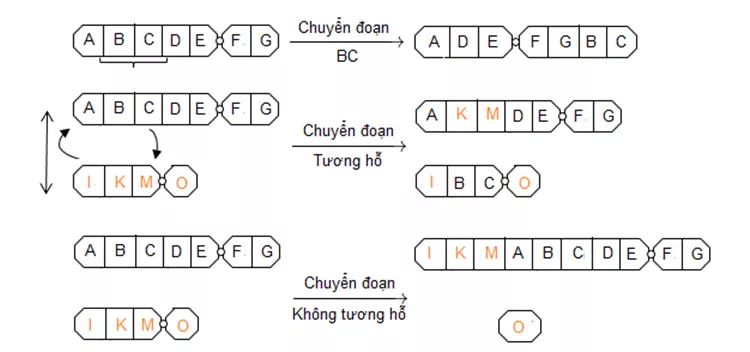 Lý thuyết Sinh học 12 Bài 5: Nhiễm sắc thể và đột biến cấu trúc nhiễm sắc thể | Lý thuyết Sinh học 12 đầy đủ, chi tiết nhất Ly Thuyet Nhiem Sac The Va Dot Bien Cau Truc Nhiem Sac The 7