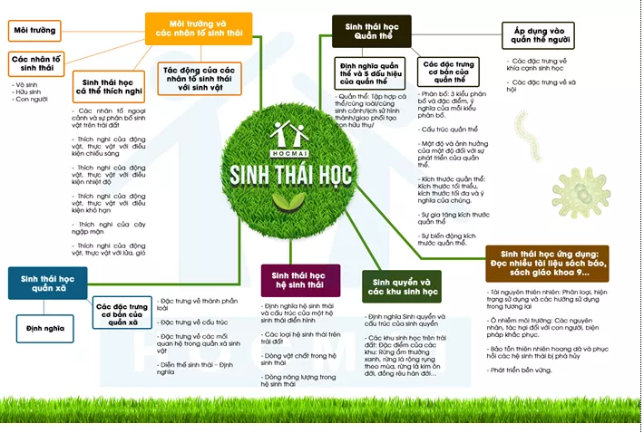 Lý thuyết Sinh học 12 Bài 47: Ôn tập phần tiến hóa và sinh thái học | Lý thuyết Sinh học 12 đầy đủ, chi tiết nhất Ly Thuyet On Tap Phan Tien Hoa Va Sinh Thai Hoc 1