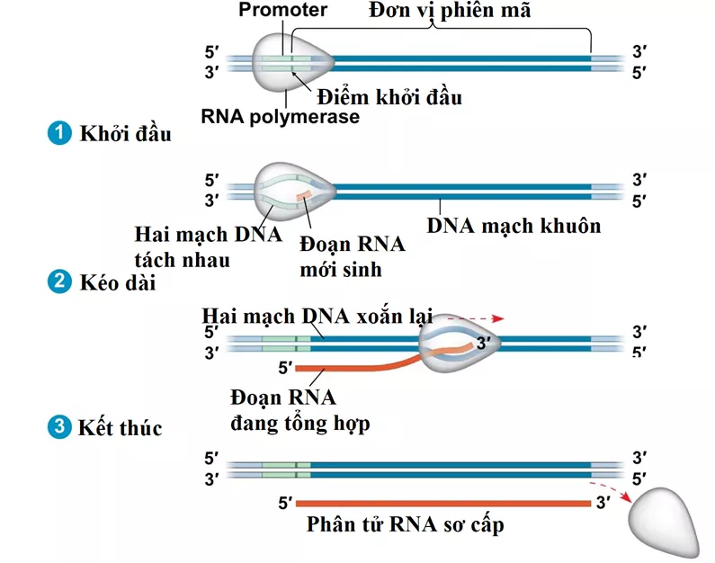 Lý thuyết Sinh học 12 Bài 2: Phiên mã và dịch mã | Lý thuyết Sinh học 12 đầy đủ, chi tiết nhất Ly Thuyet Phien Ma Va Dich Ma 1