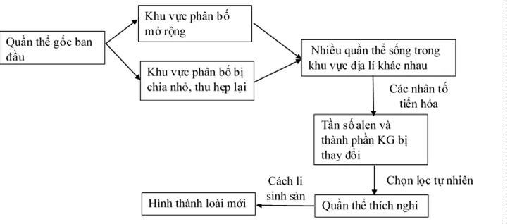 Lý thuyết Sinh học 12 Bài 30: Quá trình hình thành loài (tiếp theo) | Lý thuyết Sinh học 12 đầy đủ, chi tiết nhất Ly Thuyet Qua Trinh Hinh Thanh Loai Tiep Theo