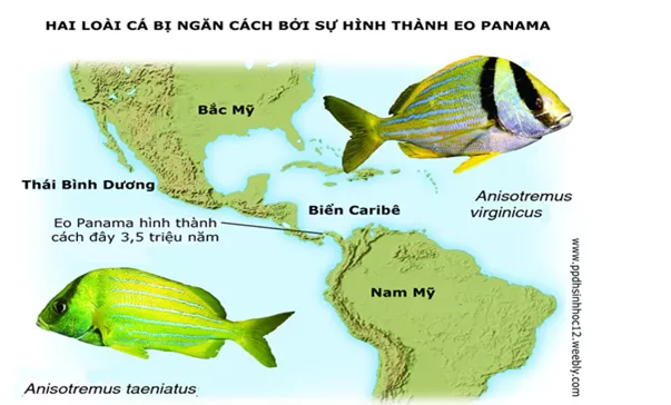 Lý thuyết Sinh học 12 Bài 29 : Quá trình hình thành loài | Lý thuyết Sinh học 12 đầy đủ, chi tiết nhất Ly Thuyet Qua Trinh Hinh Thanh Loai