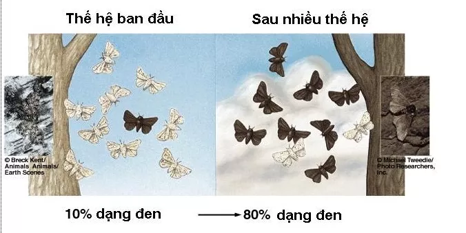 Lý thuyết Sinh học 12 Bài 27: Quá trình hình thành quần thể thích nghi | Lý thuyết Sinh học 12 đầy đủ, chi tiết nhất Ly Thuyet Qua Trinh Hinh Thanh Quan The Thich Nghi 1