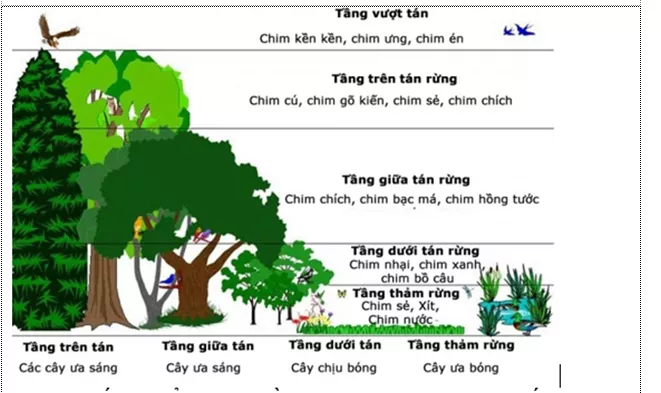 Lý thuyết Sinh học 12 Bài 40: Quần xã sinh vật và một số đặc trưng cơ bản của quần xã | Lý thuyết Sinh học 12 đầy đủ, chi tiết nhất Ly Thuyet Quan Xa Sinh Vat Va Mot So Dac Trung Co Ban Cua Quan Xa 1