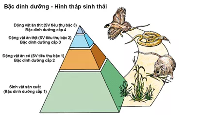 Lý thuyết Sinh học 12 Bài 40: Quần xã sinh vật và một số đặc trưng cơ bản của quần xã | Lý thuyết Sinh học 12 đầy đủ, chi tiết nhất Ly Thuyet Quan Xa Sinh Vat Va Mot So Dac Trung Co Ban Cua Quan Xa 2