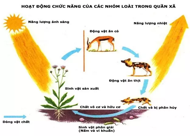 Lý thuyết Sinh học 12 Bài 40: Quần xã sinh vật và một số đặc trưng cơ bản của quần xã | Lý thuyết Sinh học 12 đầy đủ, chi tiết nhất Ly Thuyet Quan Xa Sinh Vat Va Mot So Dac Trung Co Ban Cua Quan Xa 3