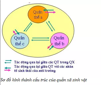 Lý thuyết Sinh học 12 Bài 40: Quần xã sinh vật và một số đặc trưng cơ bản của quần xã | Lý thuyết Sinh học 12 đầy đủ, chi tiết nhất Ly Thuyet Quan Xa Sinh Vat Va Mot So Dac Trung Co Ban Cua Quan Xa