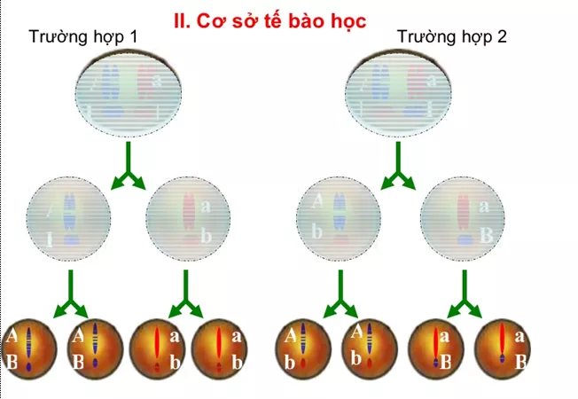 Lý thuyết Sinh học 12 Bài 9: Quy luật Menđen: Quy luật phân li độc lập | Lý thuyết Sinh học 12 đầy đủ, chi tiết nhất Ly Thuyet Quy Luat Menden Quy Luat Phan Li Doc Lap 1