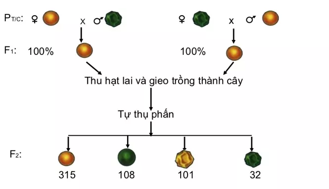 Lý thuyết Sinh học 12 Bài 9: Quy luật Menđen: Quy luật phân li độc lập | Lý thuyết Sinh học 12 đầy đủ, chi tiết nhất Ly Thuyet Quy Luat Menden Quy Luat Phan Li Doc Lap