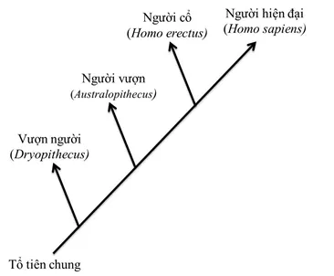 Lý thuyết Sinh học 12 Bài 34: Sự phát sinh loài người | Lý thuyết Sinh học 12 đầy đủ, chi tiết nhất Ly Thuyet Su Phat Sinh Loai Nguoi 2