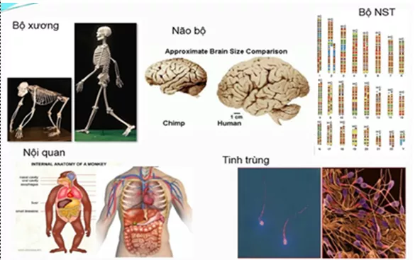 Lý thuyết Sinh học 12 Bài 34: Sự phát sinh loài người | Lý thuyết Sinh học 12 đầy đủ, chi tiết nhất Ly Thuyet Su Phat Sinh Loai Nguoi