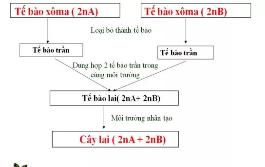 Lý thuyết Sinh học 12 Bài 19: Tạo giống bằng phương pháp gây đột biến và công nghệ tế bào | Lý thuyết Sinh học 12 đầy đủ, chi tiết nhất Ly Thuyet Tao Giong Bang Phuong Phap Gay Dot Bien Va Cong Nghe Te Bao 1