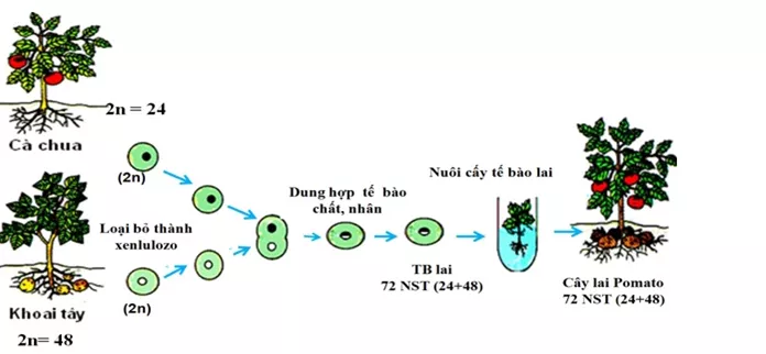 Lý thuyết Sinh học 12 Bài 19: Tạo giống bằng phương pháp gây đột biến và công nghệ tế bào | Lý thuyết Sinh học 12 đầy đủ, chi tiết nhất Ly Thuyet Tao Giong Bang Phuong Phap Gay Dot Bien Va Cong Nghe Te Bao 2