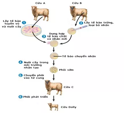 Lý thuyết Sinh học 12 Bài 19: Tạo giống bằng phương pháp gây đột biến và công nghệ tế bào | Lý thuyết Sinh học 12 đầy đủ, chi tiết nhất Ly Thuyet Tao Giong Bang Phuong Phap Gay Dot Bien Va Cong Nghe Te Bao 3