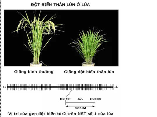 Lý thuyết Sinh học 12 Bài 19: Tạo giống bằng phương pháp gây đột biến và công nghệ tế bào | Lý thuyết Sinh học 12 đầy đủ, chi tiết nhất Ly Thuyet Tao Giong Bang Phuong Phap Gay Dot Bien Va Cong Nghe Te Bao