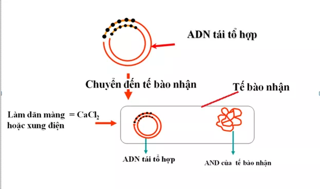 Lý thuyết Sinh học 12 Bài 20: Tạo giống nhờ công nghệ gen | Lý thuyết Sinh học 12 đầy đủ, chi tiết nhất Ly Thuyet Tao Giong Nho Cong Nghe Gen 2