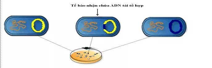 Lý thuyết Sinh học 12 Bài 20: Tạo giống nhờ công nghệ gen | Lý thuyết Sinh học 12 đầy đủ, chi tiết nhất Ly Thuyet Tao Giong Nho Cong Nghe Gen 3