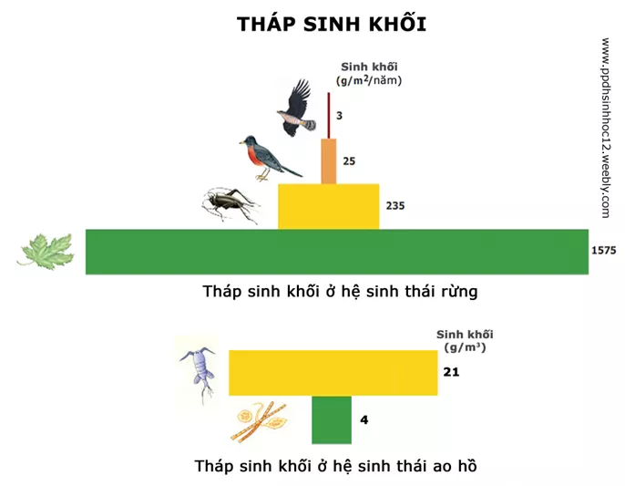 Lý thuyết Sinh học 12 Bài 43: Trao đổi vật chất trong hệ sinh thái | Lý thuyết Sinh học 12 đầy đủ, chi tiết nhất Ly Thuyet Trao Doi Vat Chat Trong He Sinh Thai 3