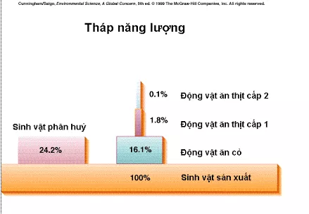 Lý thuyết Sinh học 12 Bài 43: Trao đổi vật chất trong hệ sinh thái | Lý thuyết Sinh học 12 đầy đủ, chi tiết nhất Ly Thuyet Trao Doi Vat Chat Trong He Sinh Thai 4