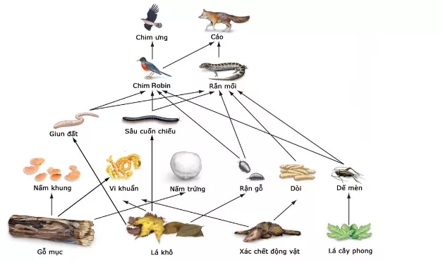 Lý thuyết Sinh học 12 Bài 43: Trao đổi vật chất trong hệ sinh thái | Lý thuyết Sinh học 12 đầy đủ, chi tiết nhất Ly Thuyet Trao Doi Vat Chat Trong He Sinh Thai