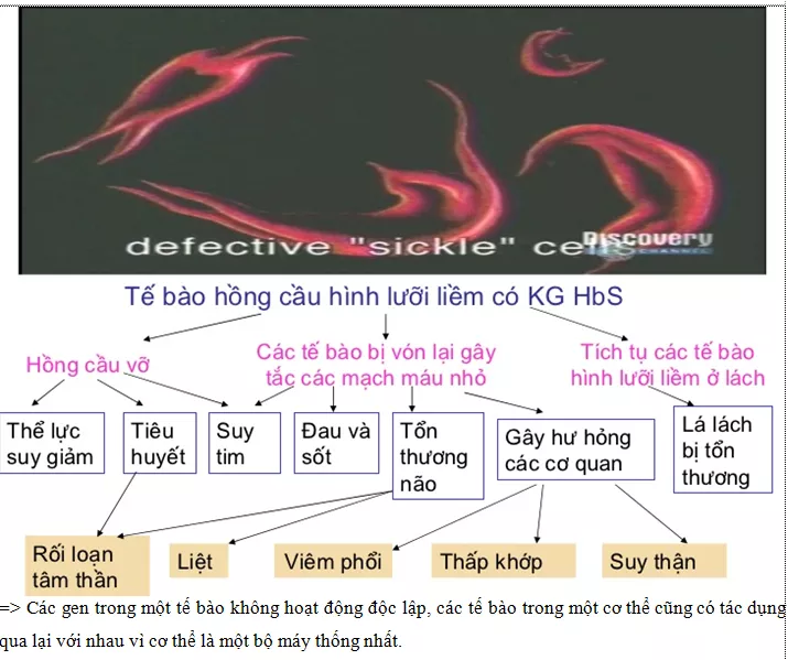 Lý thuyết Sinh học 12 Bài 10: Tương tác gen và tác động đa hiệu của gen | Lý thuyết Sinh học 12 đầy đủ, chi tiết nhất Ly Thuyet Tuong Tac Gen Va Tac Dong Da Hieu Cua Gen 4