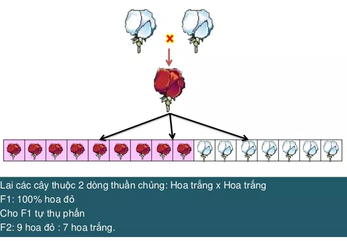 Lý thuyết Sinh học 12 Bài 10: Tương tác gen và tác động đa hiệu của gen | Lý thuyết Sinh học 12 đầy đủ, chi tiết nhất Ly Thuyet Tuong Tac Gen Va Tac Dong Da Hieu Cua Gen