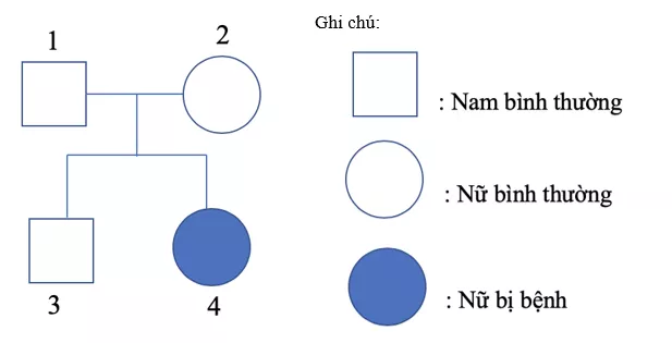 Trắc nghiệm Sinh học 9 Bài 28 (có đáp án) : Phương pháp nghiên cứu di truyền người Trac Nghiem Bai 28 Phuong Phap Nghien Cuu Di Truyen Nguoi 1