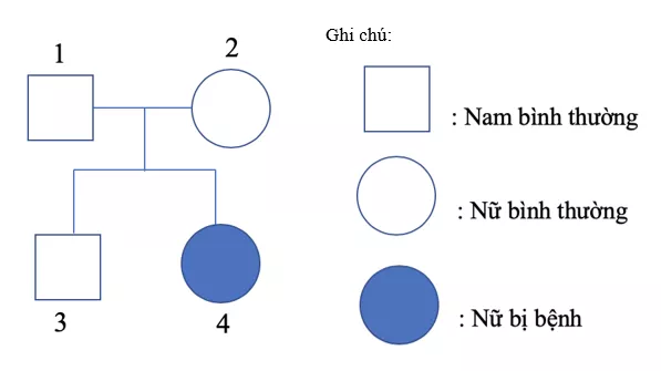 Trắc nghiệm Sinh học 9 Bài 28 (có đáp án) : Phương pháp nghiên cứu di truyền người Trac Nghiem Bai 28 Phuong Phap Nghien Cuu Di Truyen Nguoi 3