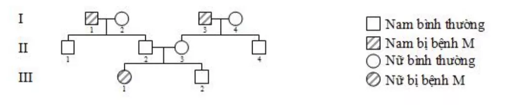 Trắc nghiệm Sinh học 9 Bài 28 (có đáp án) : Phương pháp nghiên cứu di truyền người Trac Nghiem Bai 28 Phuong Phap Nghien Cuu Di Truyen Nguoi 4