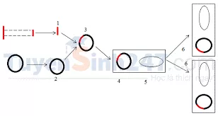 Trắc nghiệm Sinh học 9 Bài 32 (có đáp án) : Công nghệ gen Trac Nghiem Bai 32 Cong Nghe Gen 1