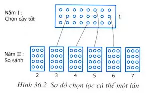 Trắc nghiệm Sinh học 9 Bài 36 (có đáp án) : Các phương pháp chọn lọc Trac Nghiem Bai 36 Cac Phuong Phap Chon Loc