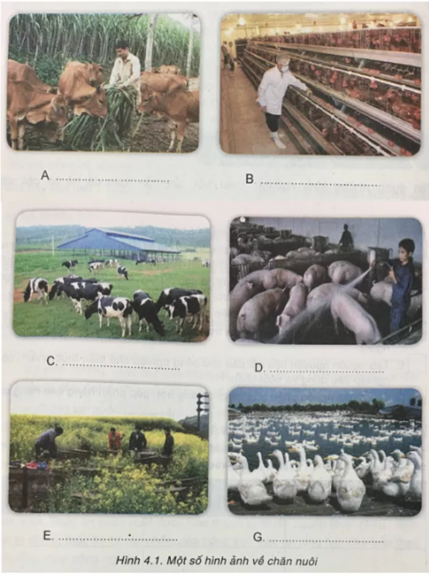 Công nghệ 7 VNEN Bài 4: Vai trò, đặc điểm, yếu tố ảnh hưởng các phương thức chăn nuôi | Hay nhất Giải bài tập Công nghệ 7 VNEN Bai 4 Vai Tro Dac Diem Yeu To Anh Huong Cac Phuong Thuc Chan Nuoi 1