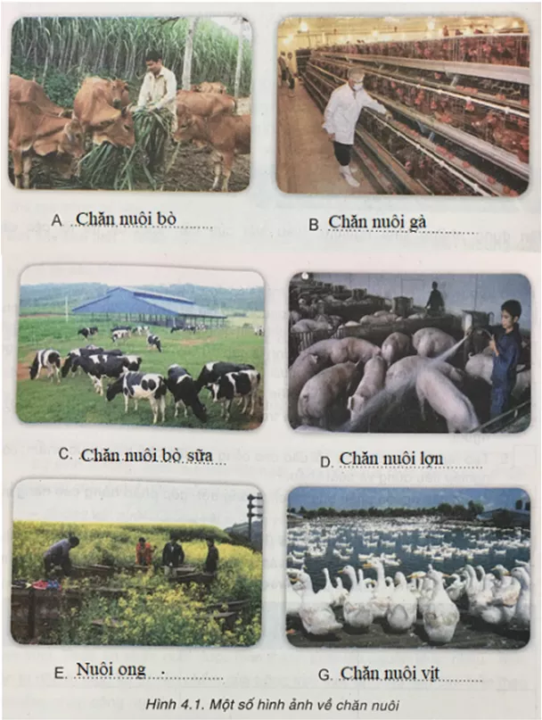 Công nghệ 7 VNEN Bài 4: Vai trò, đặc điểm, yếu tố ảnh hưởng các phương thức chăn nuôi | Hay nhất Giải bài tập Công nghệ 7 VNEN Bai 4 Vai Tro Dac Diem Yeu To Anh Huong Cac Phuong Thuc Chan Nuoi 2