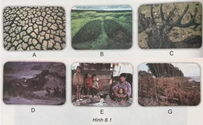 Công nghệ 7 VNEN Bài 8: Bảo vệ và khai thác rừng | Hay nhất Giải bài tập Công nghệ 7 VNEN Bai 8 Bao Ve Va Khai Thac Rung 1